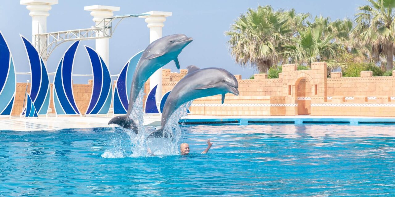 Dolphin show tour from Side