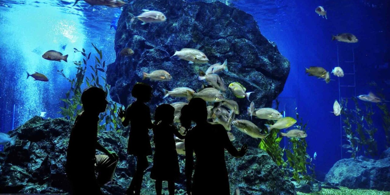 Aquarium tour from Side